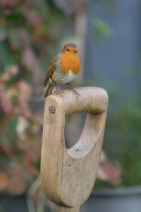 an allotment companion