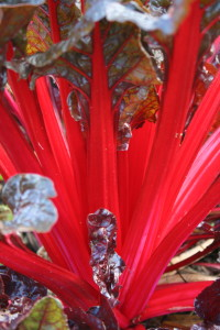 a splash of colour