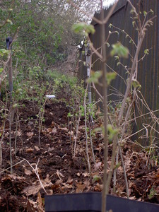 Tree Planting March 2011