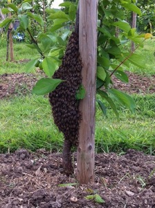Capturing a swarm of bees May 2011