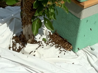 With the Queen in the temporary new home the rest of the bees walk in through the front door to set up home.